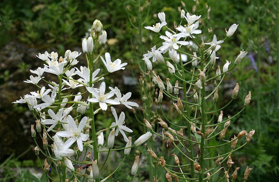 Птицемлечник дуговидный