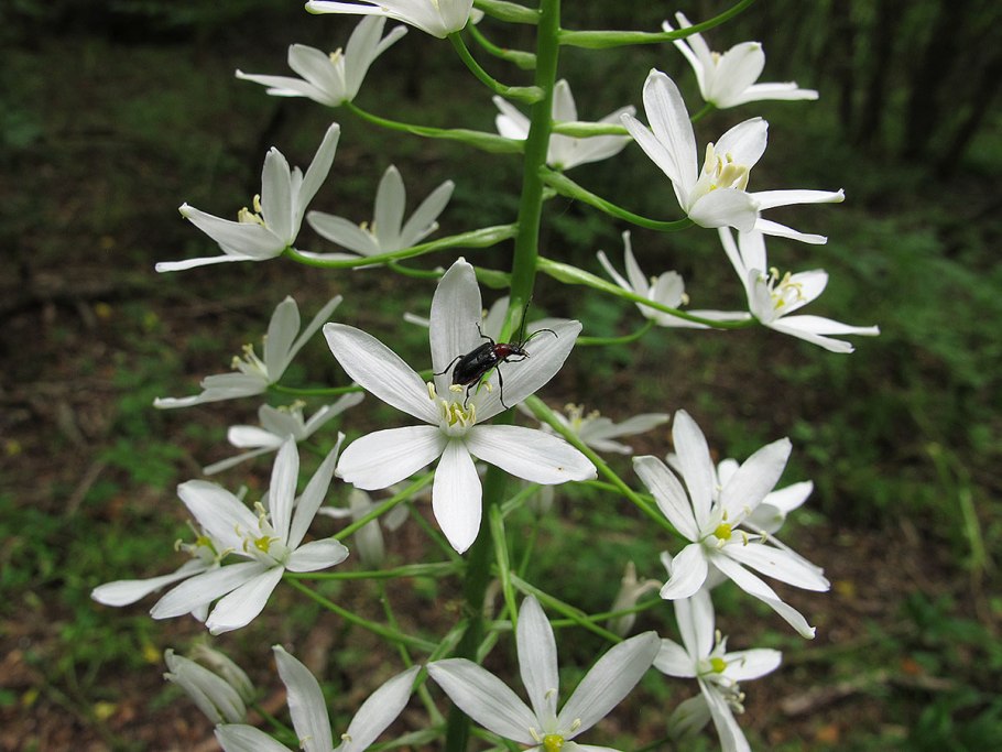 Птицемлечник Понтийский