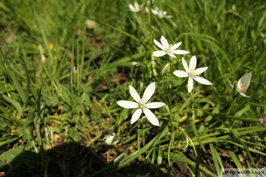 Птицемлечник дуговидный