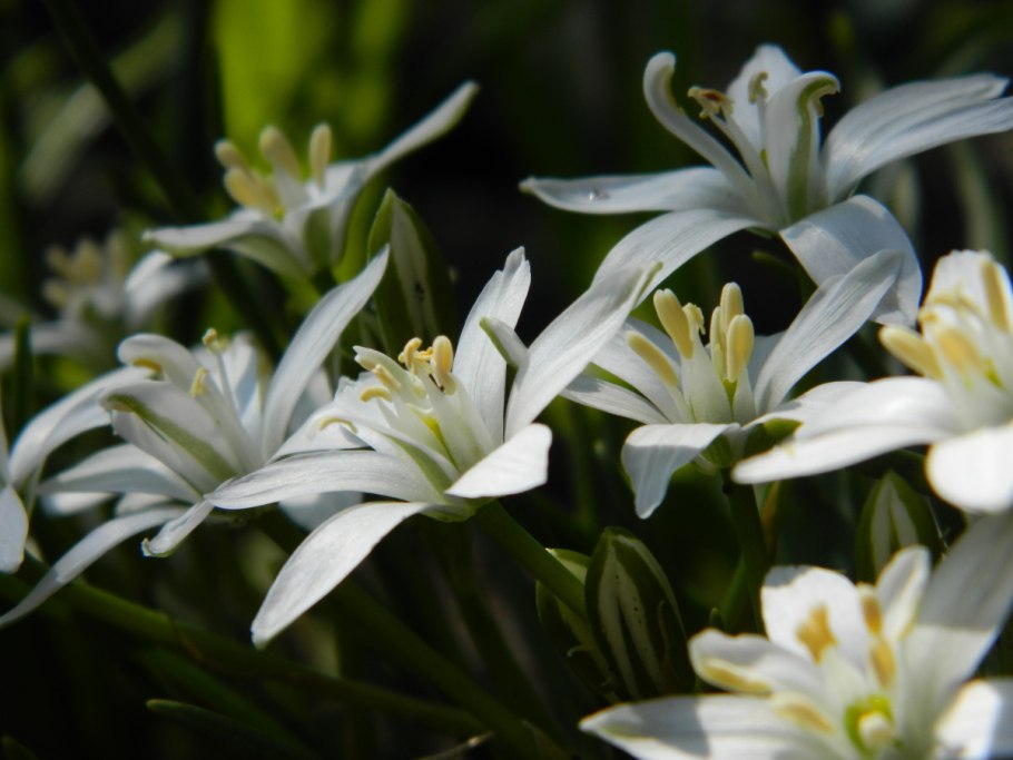 Птицемлечник Понтийский