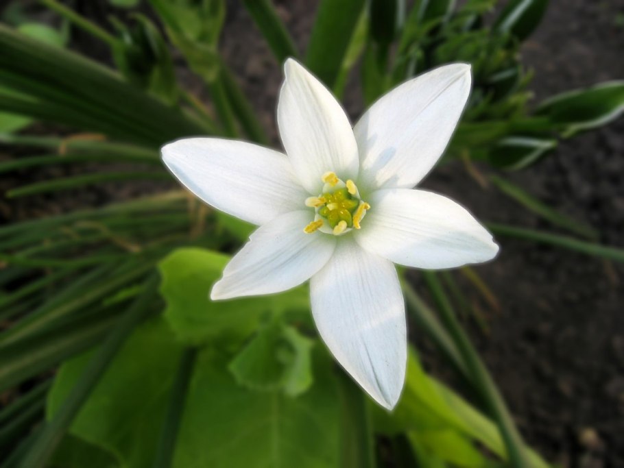 Птицемлечник орнитогалум