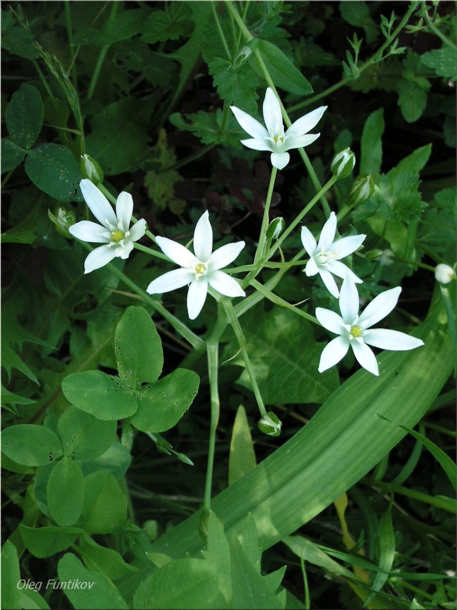 Птицемлечник Воронова