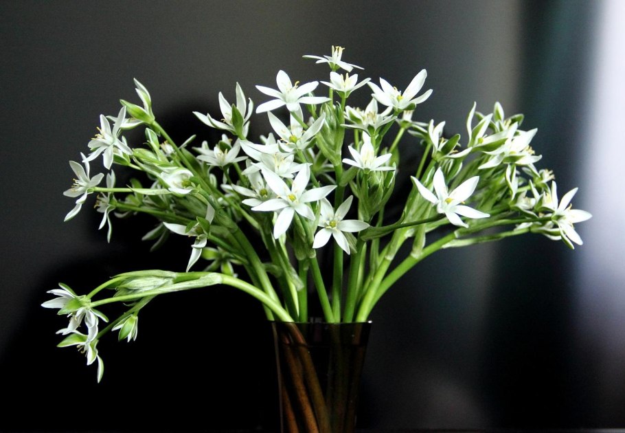 Птицемлечник полевой