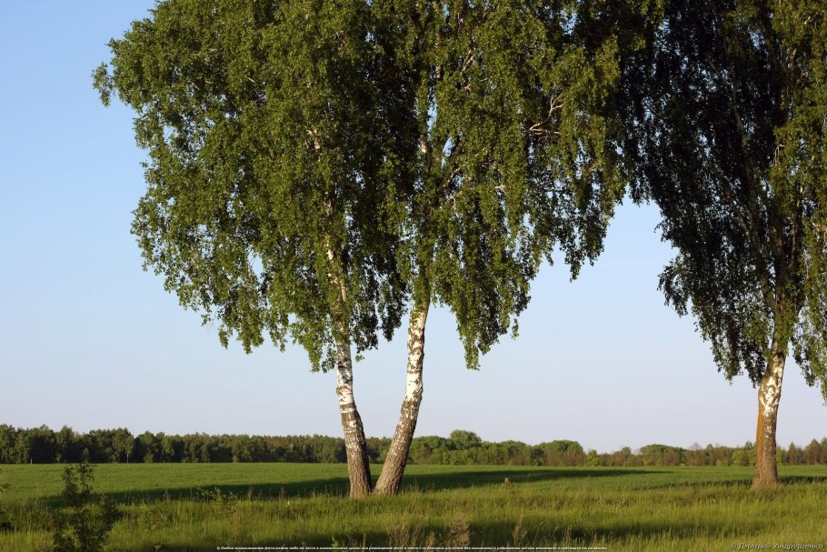 Береза повислая многоствольная