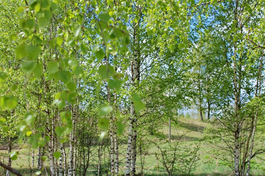 Береза повислая "Звитсер Глори"