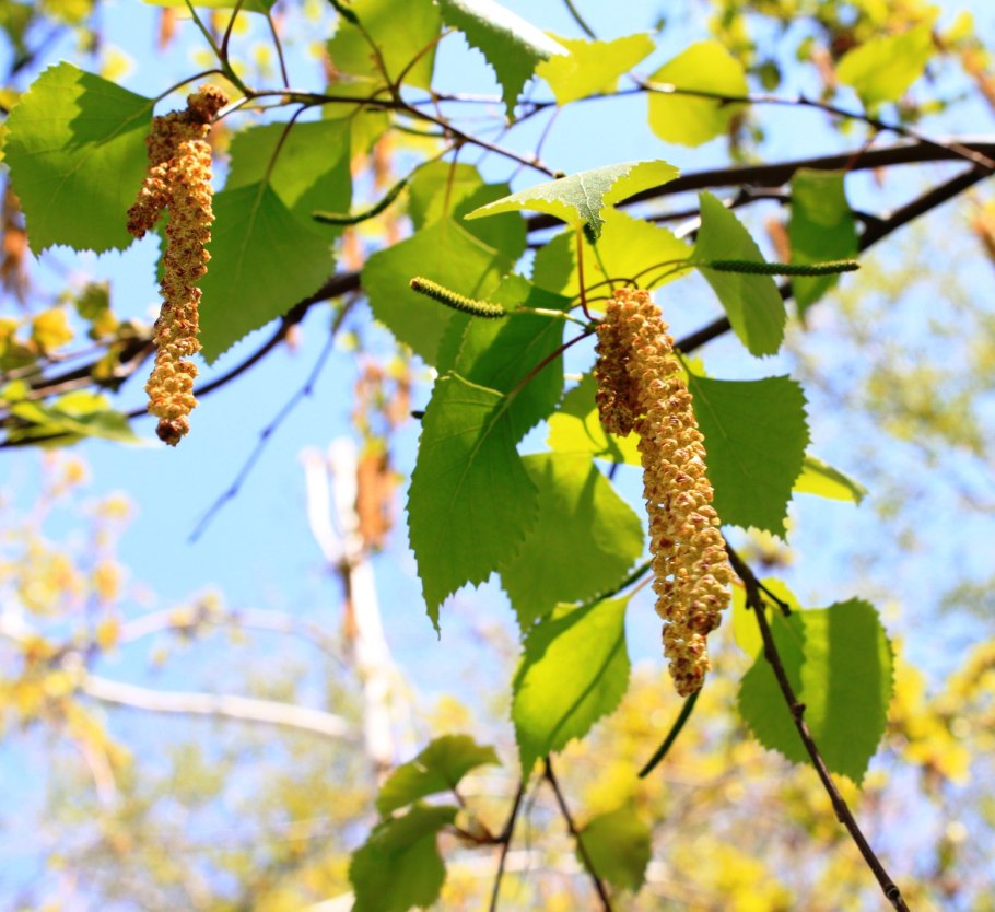 Береза зеленые косы развесила с тонких ветвей