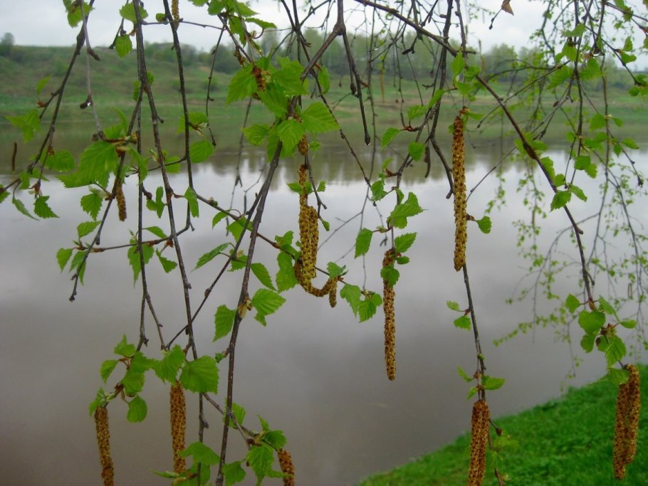 Betula ermanii плод
