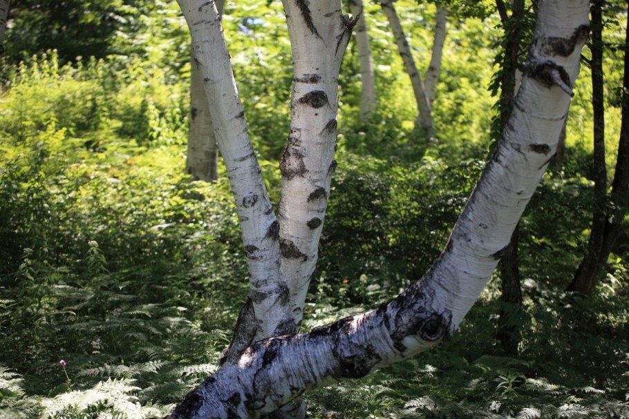 Береза бородавчатая