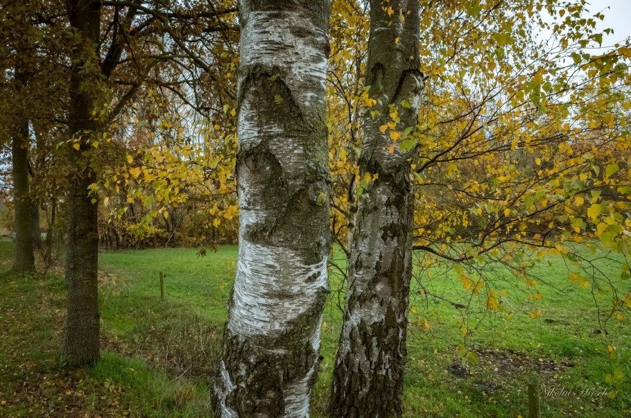 Березовая роща Абрамовская