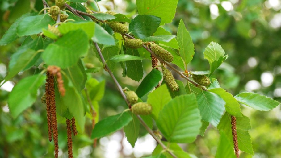 Береза повислая Пурпуреа