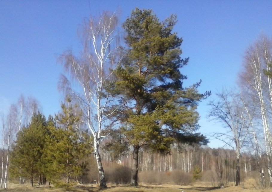 Общее фото на природе березы