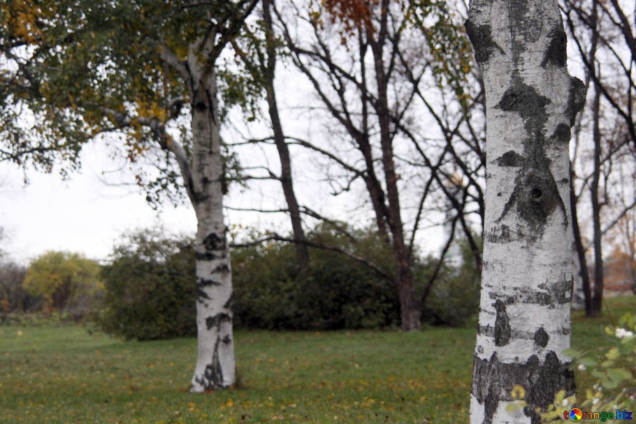 Берёза Радде