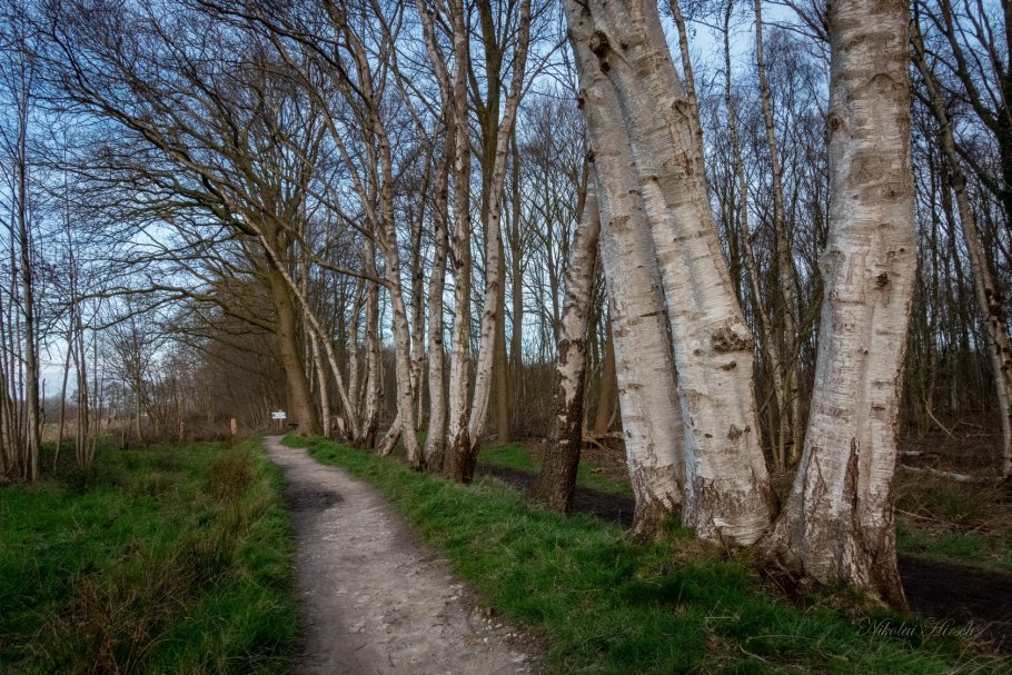 Береза кудрявая осенью