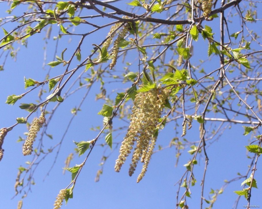 Береза белокорая