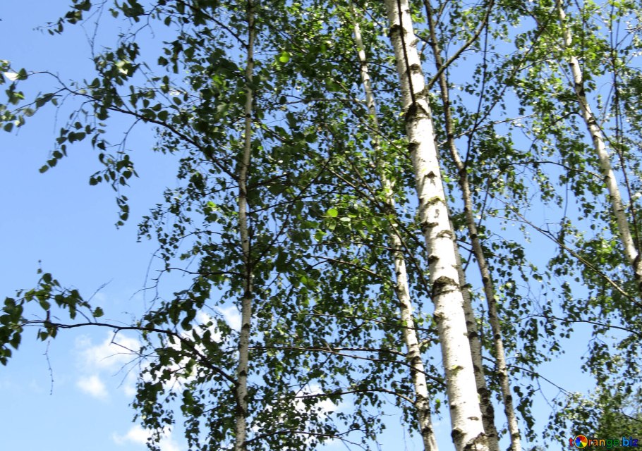 Береза повислая роща