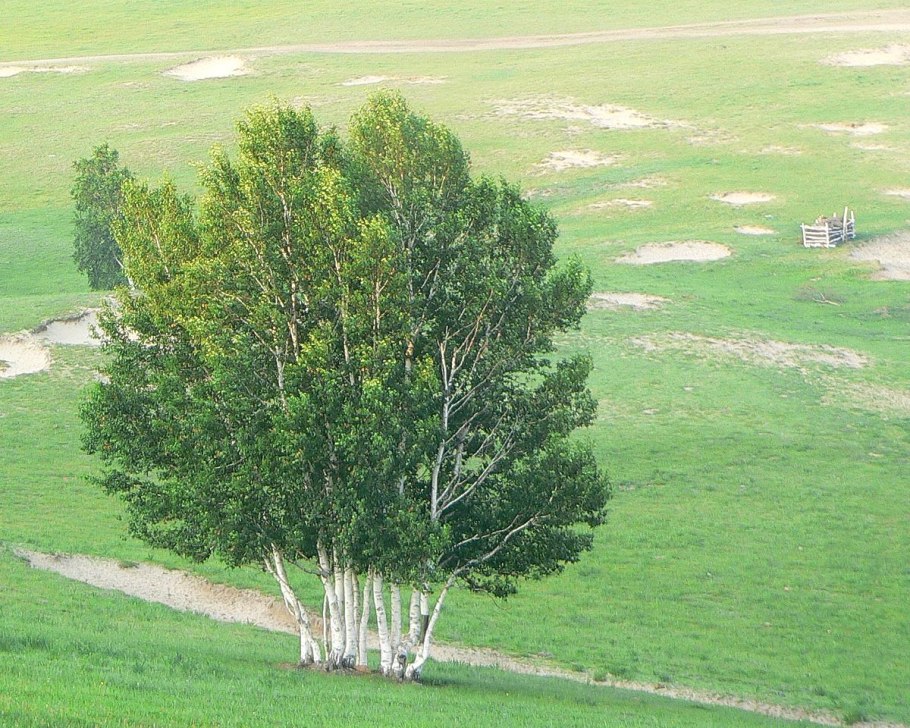Береза повислая в России