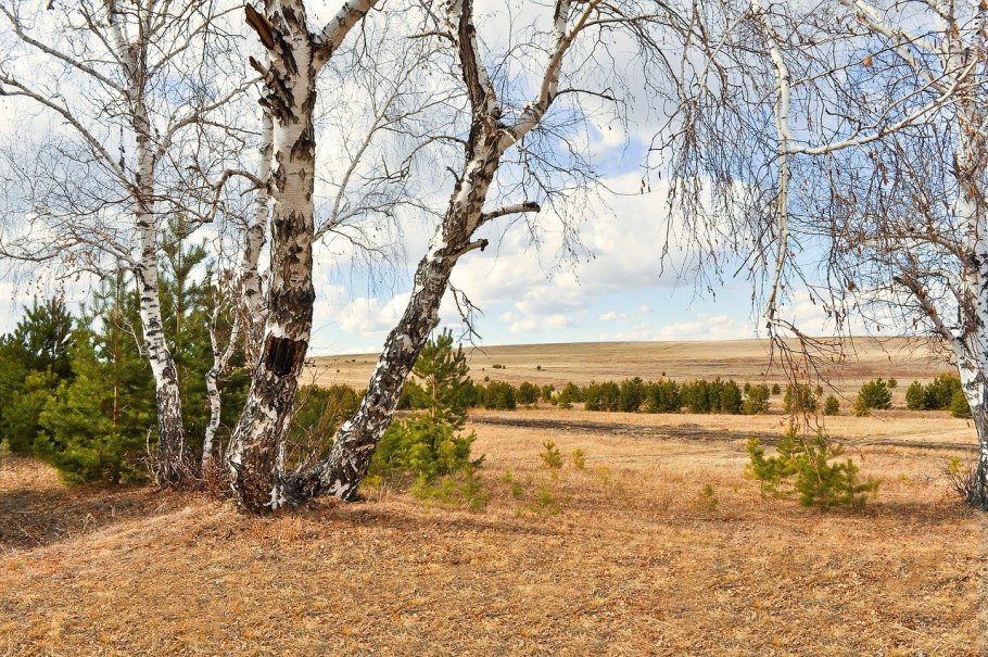 Дерево Silver Birch
