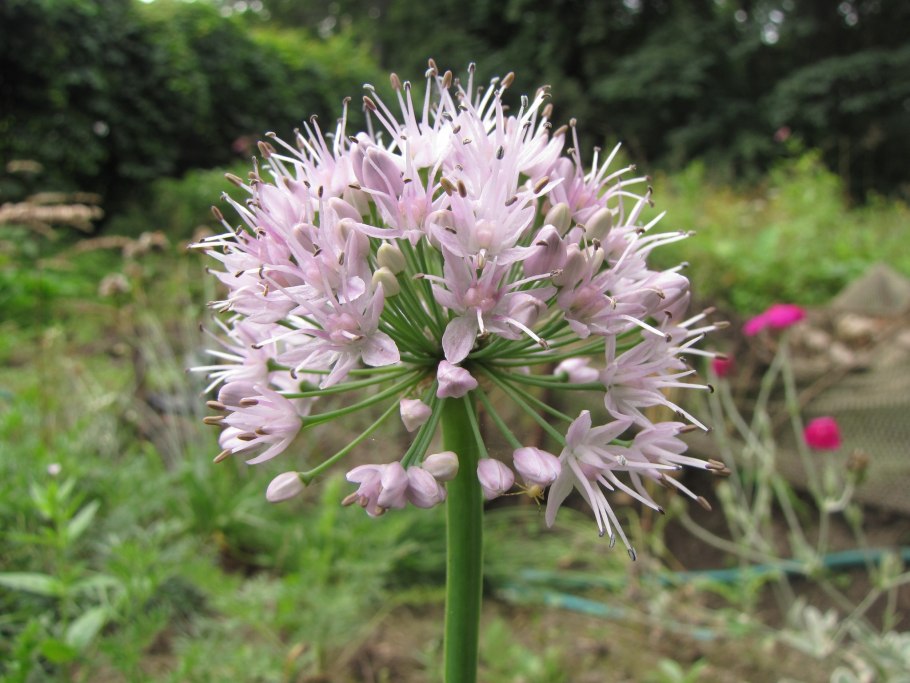 Allium saxatile