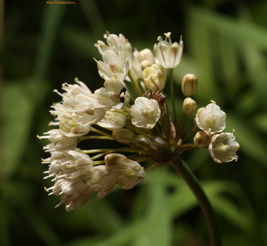 Лук соцветие