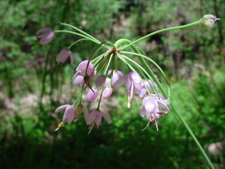 Allium maximowiczii