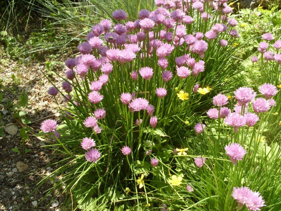 Лук слизун батун