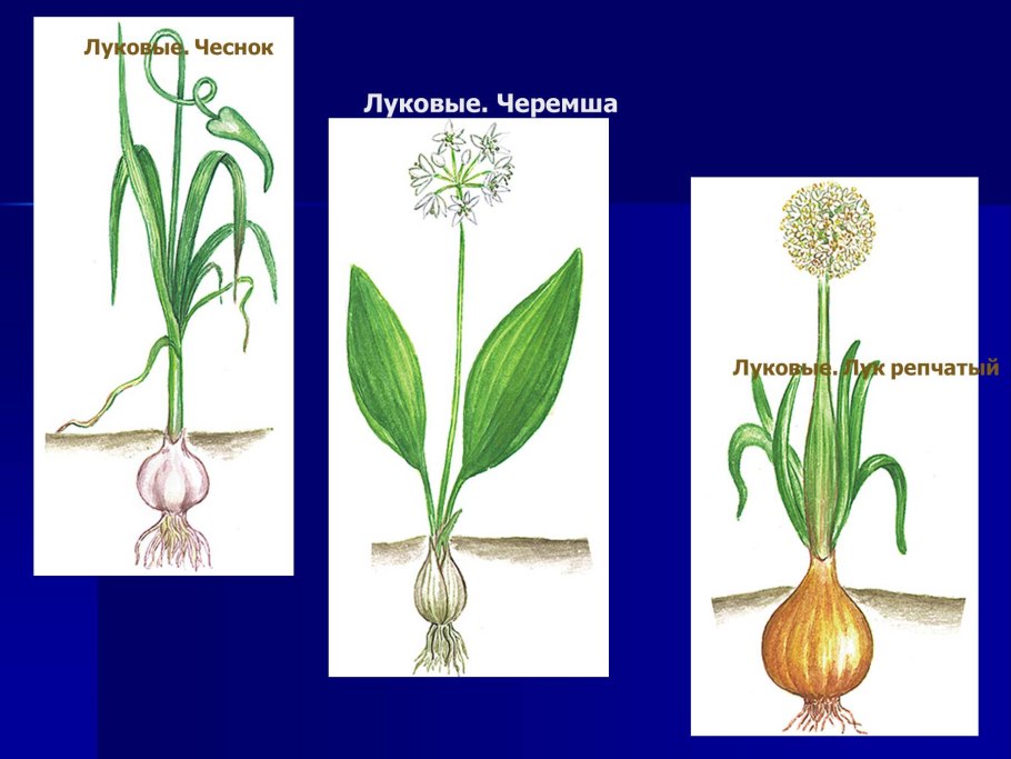 Allium Cepa — репчатый лук