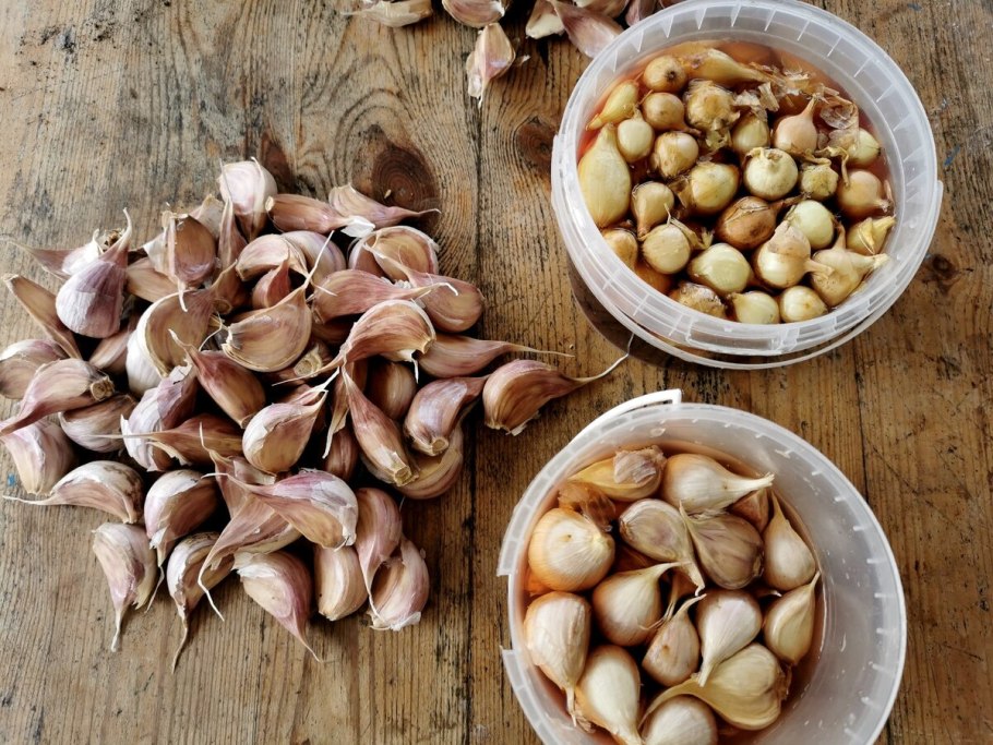 Лук аллиум Розеум