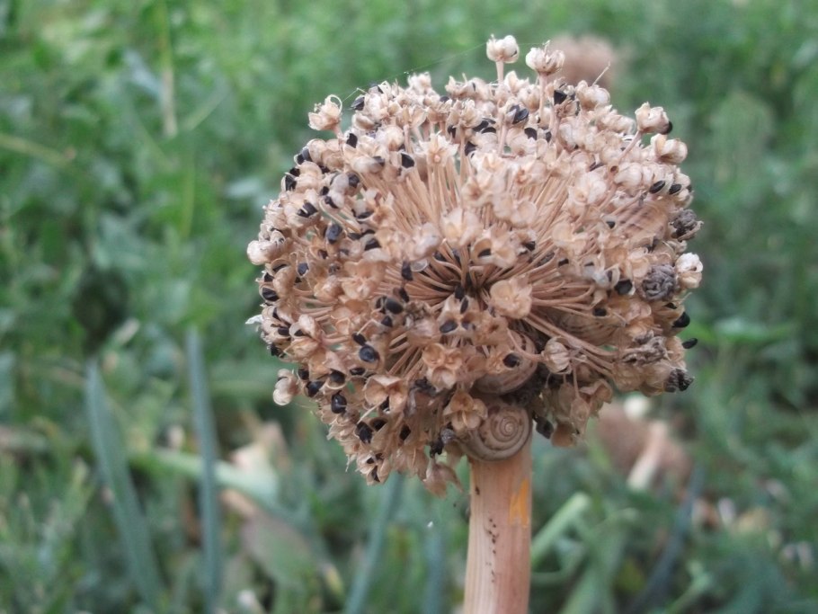 Лук севок и чеснок