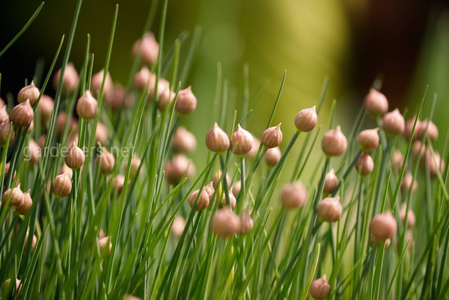 Семена лук шнитт мудрец