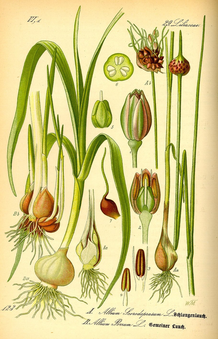 Allium barsczewskii