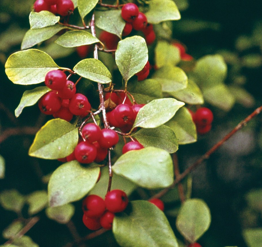 Кизильник киноварнокрасный