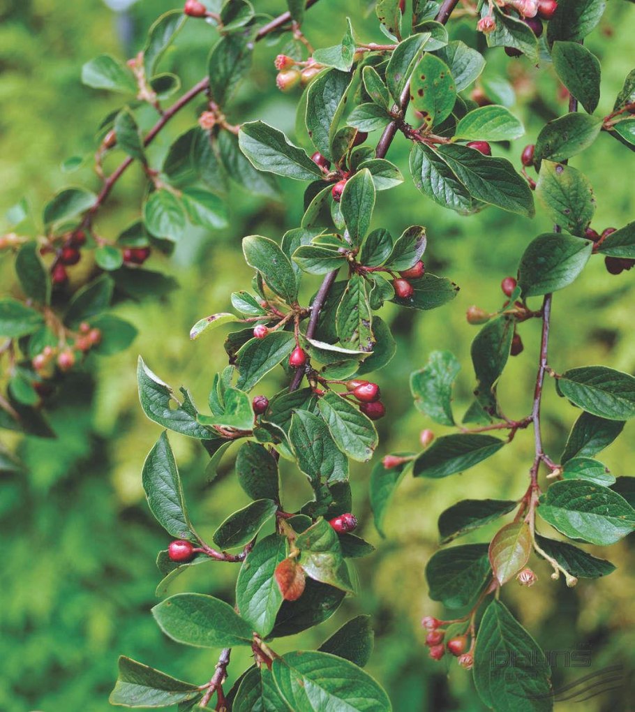 Кизильник Млечный