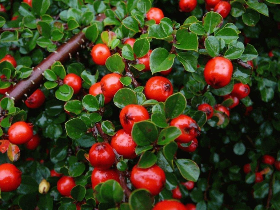 Cotoneaster uniflorus