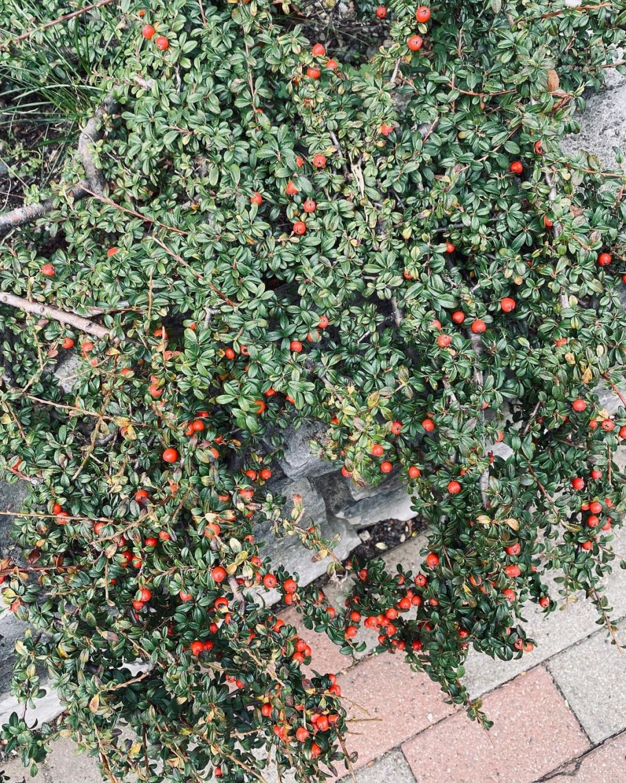 Кизильник киноварнокрасный