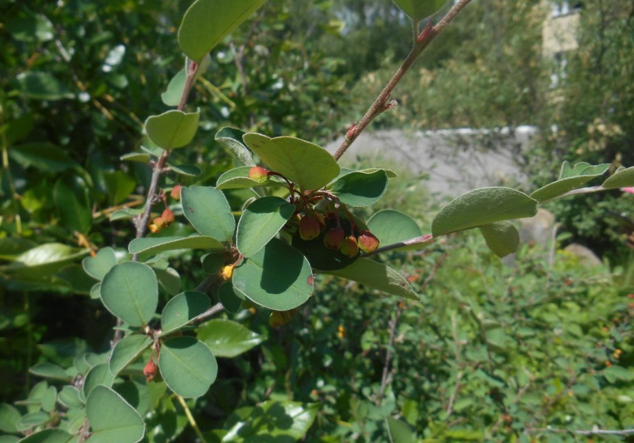 Кизильник монгольский plantarium