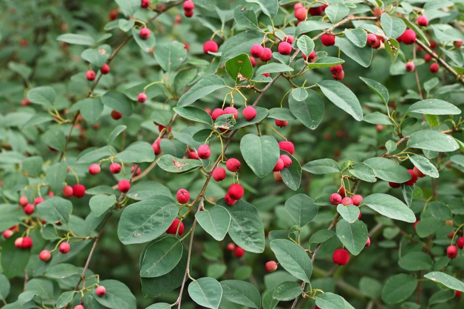 Кизильник алаунский Cotoneaster alaunicus