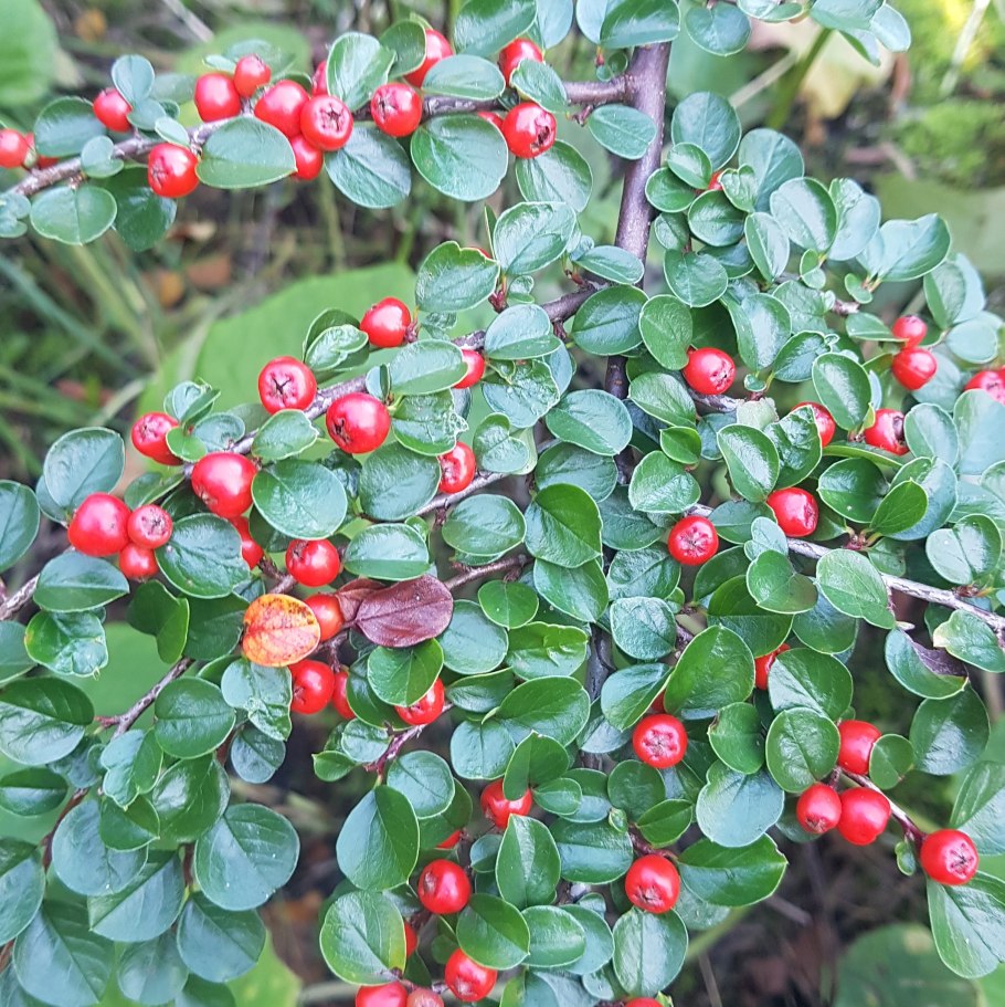Кизильник алаунский Cotoneaster alaunicus