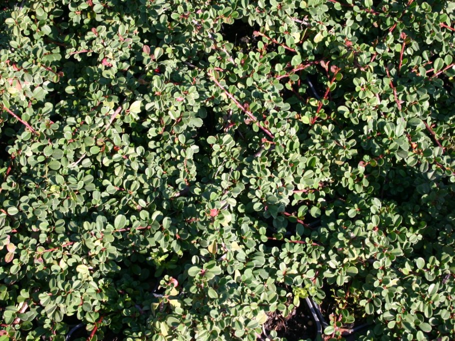 Кизильник (Cotoneaster)