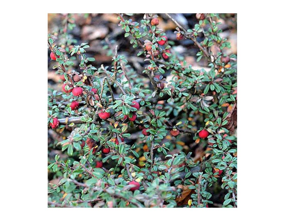 Кизильник Франчетти Cotoneaster franchetii