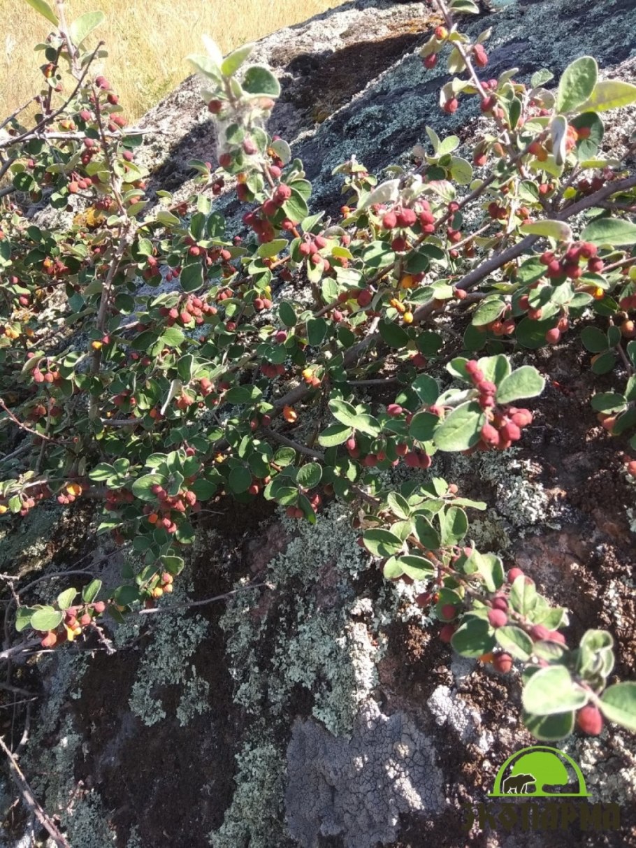 Кизильник Франчетти