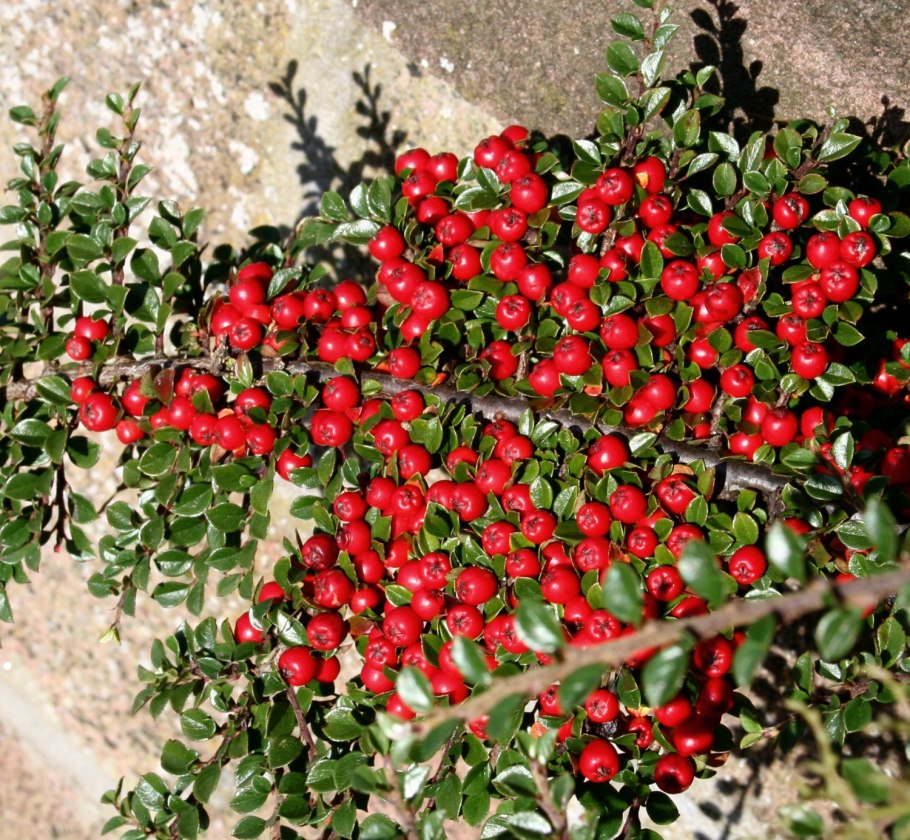 Кизильник Cotoneaster lucidus