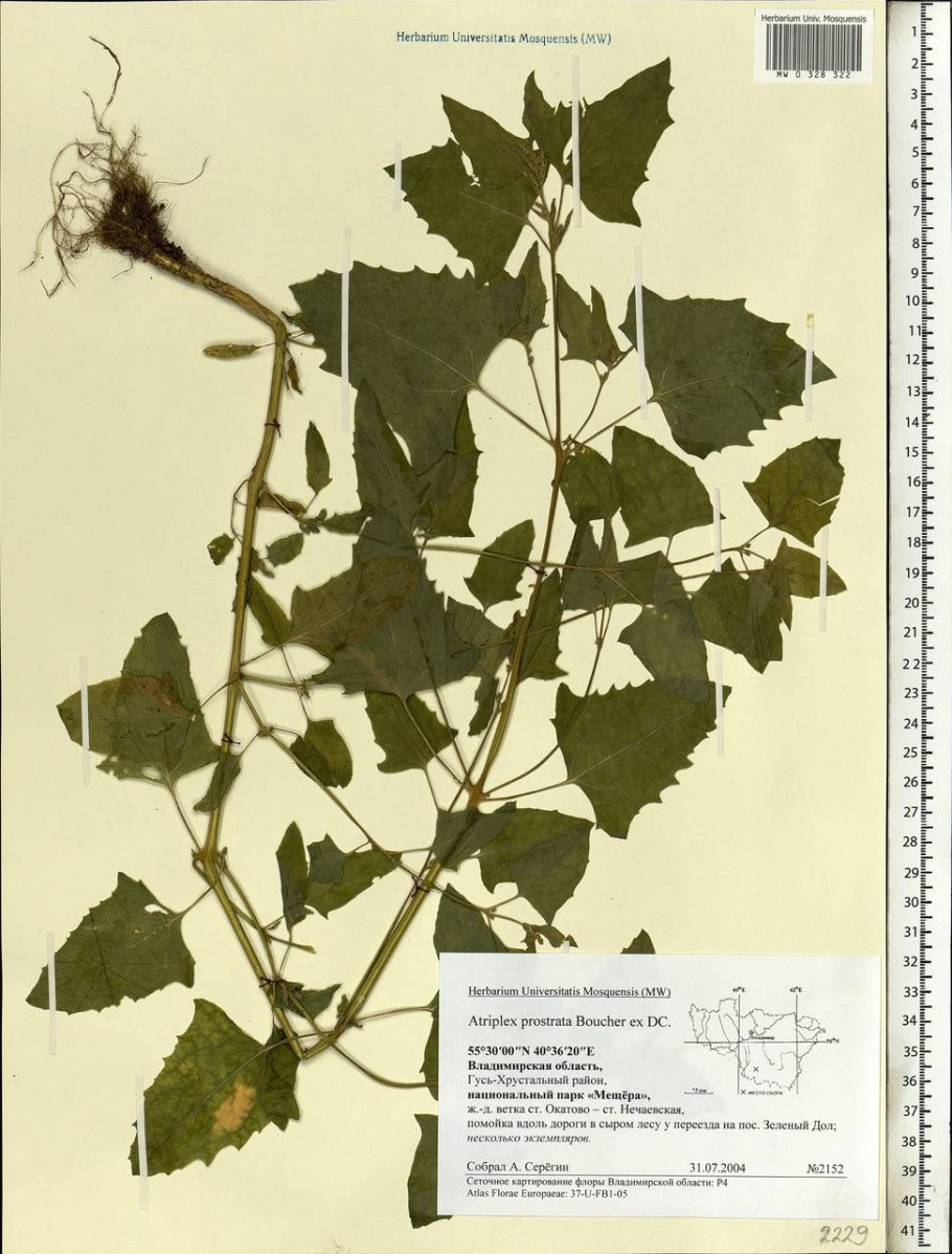 Марь сизая (Chenopodium glaucum)