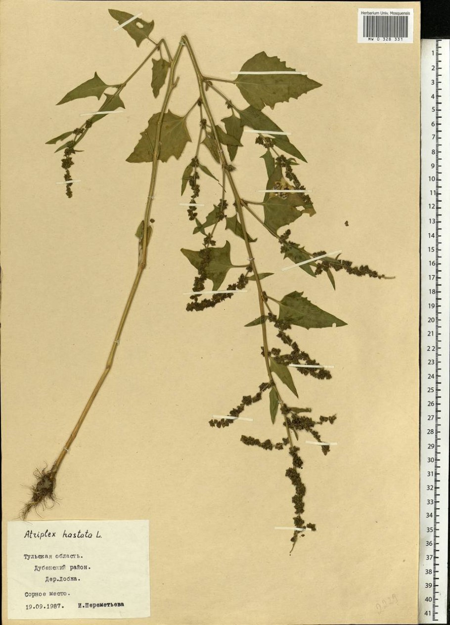 Atriplex prostrata рисунок