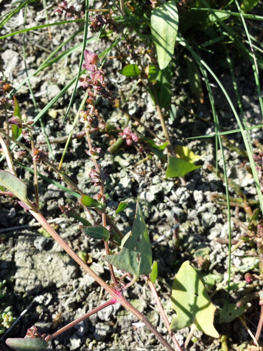 Лебеда копьелистная