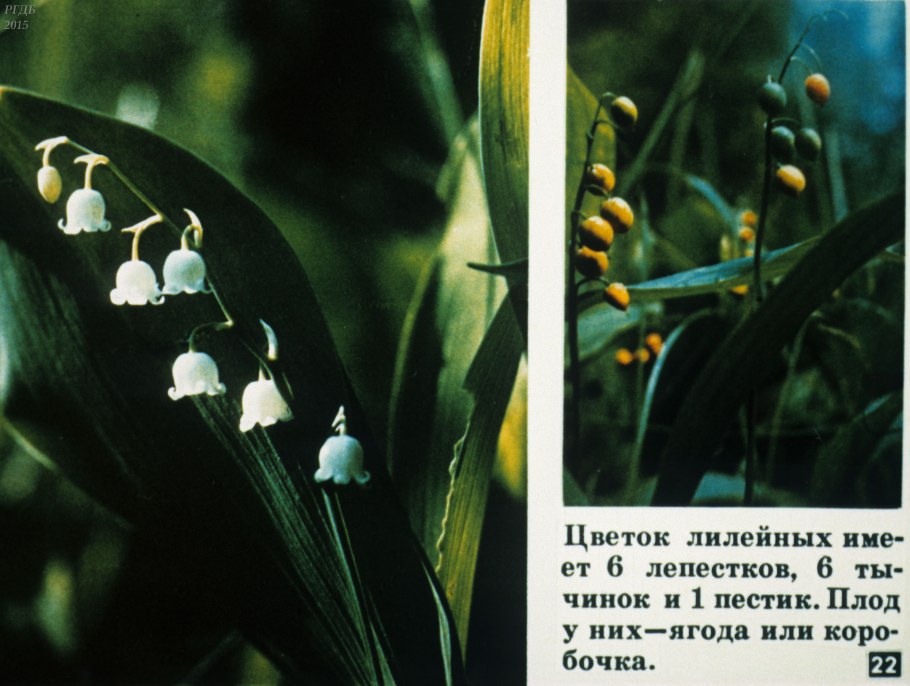 Безвременник великолепный (Colchicum speciosum)