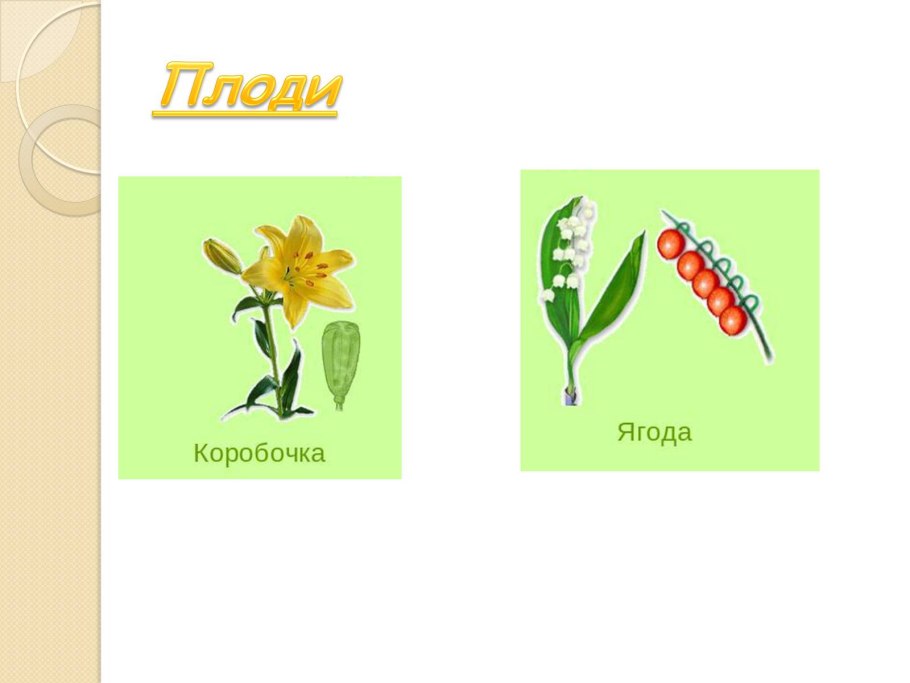Семейство Лилейные тюльпан