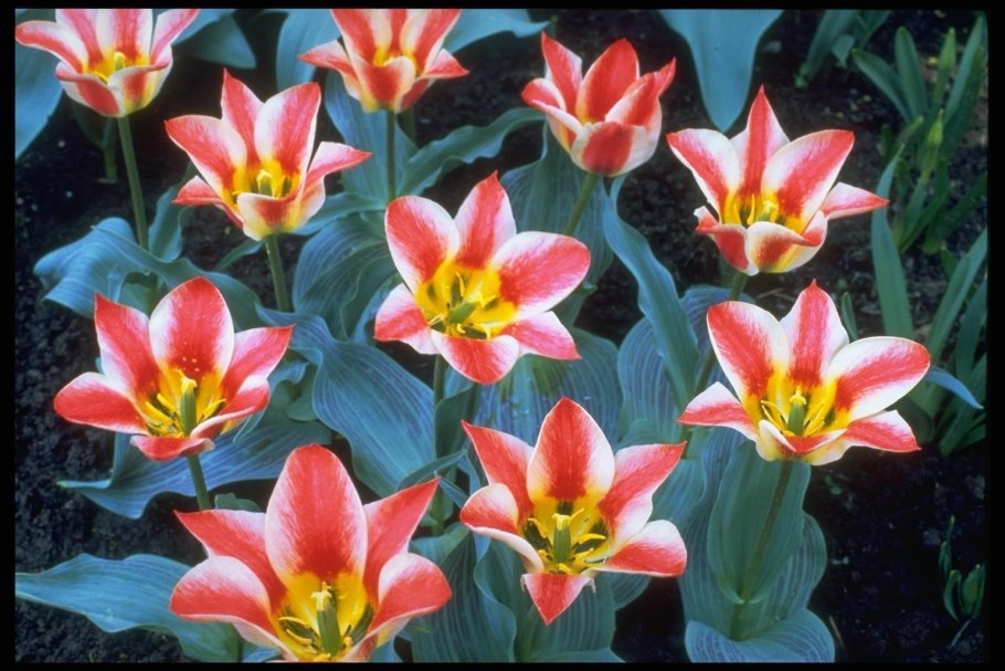 Кливия (семейство Лилейные)