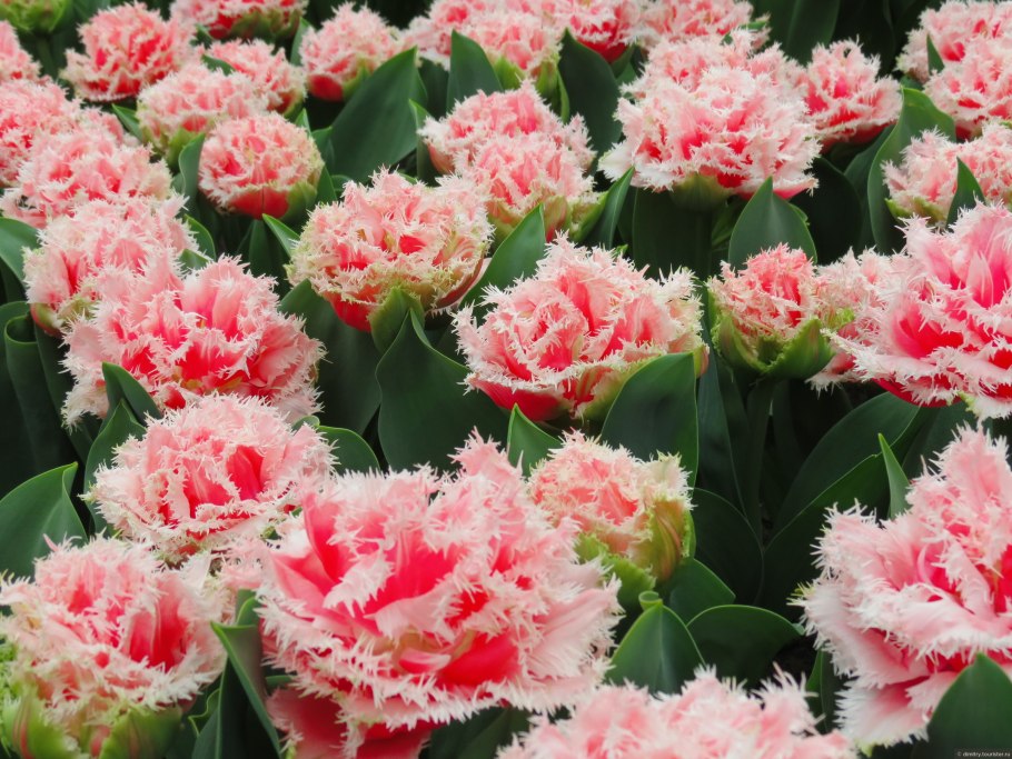 Тигровая Лилия саранка