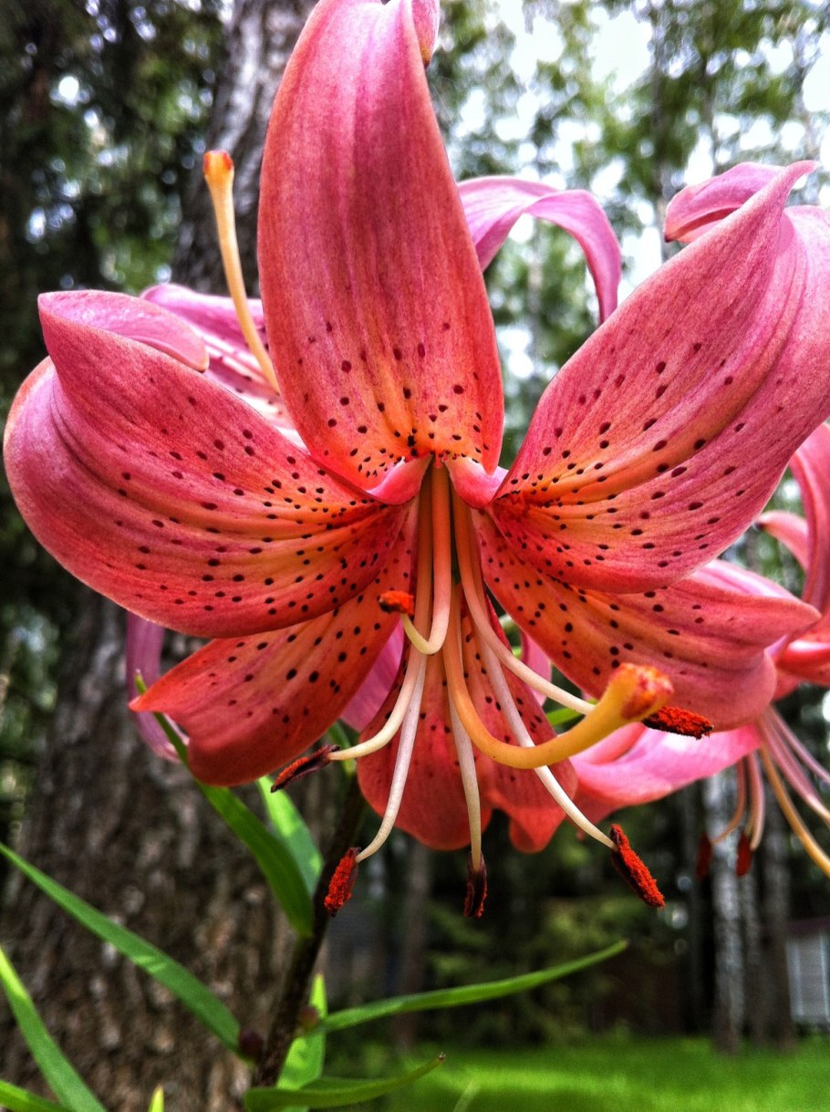 Семейство Лилейные овощные