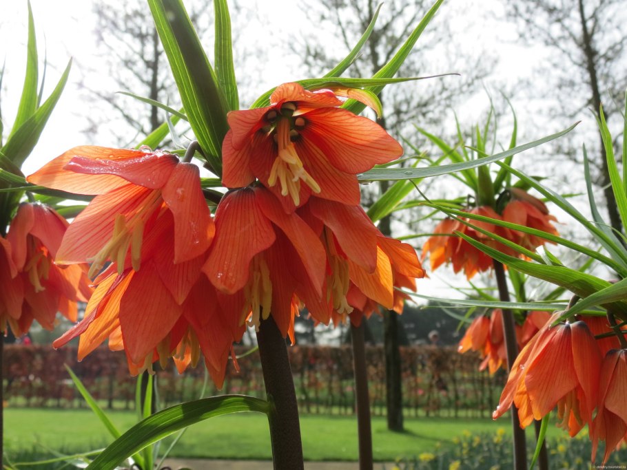 Тюльпаны Лилейные сорта Династия лава